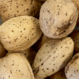 In-Shell Whole Almonds 1 lb.
